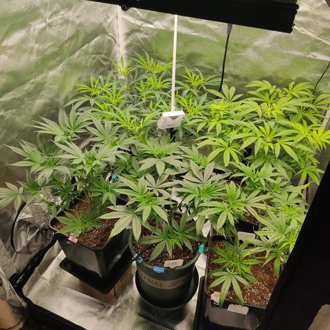 SUPER LEMON HAZE, MOBY-D, CRITICAL +2 & GORILLA GLUE #4 growlog timeline photo