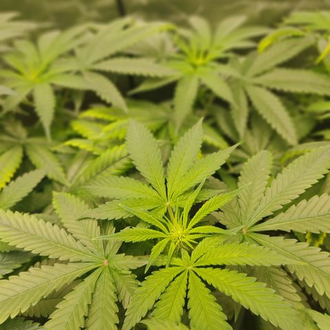 LAFANTA CBD growlog timeline photo