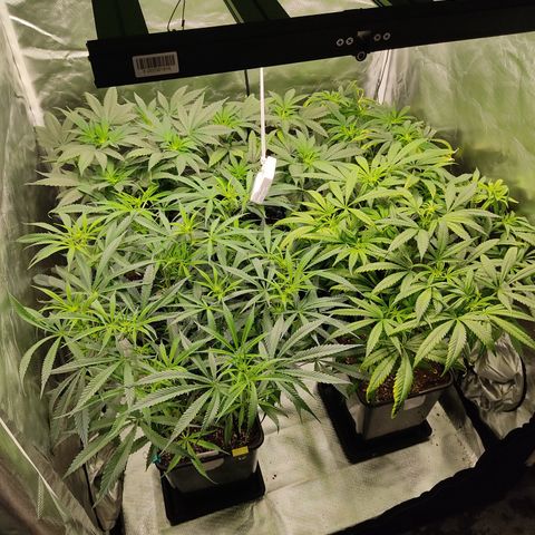 LAFANTA CBD growlog timeline photo