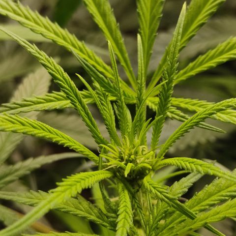 LAFANTA CBD growlog timeline photo