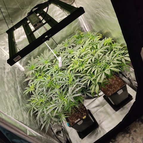 LAFANTA CBD growlog timeline photo