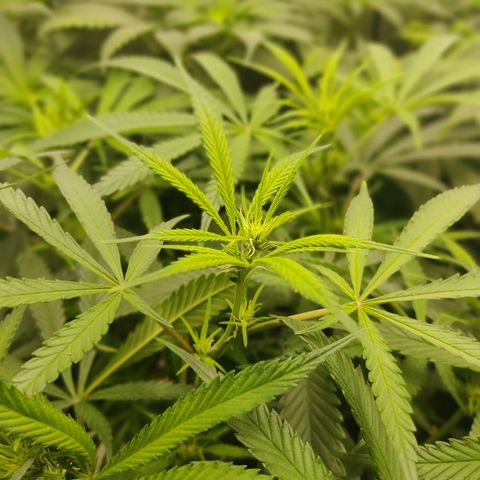SUPER LEMON HAZE, MOBY-D, CRITICAL +2 & GORILLA GLUE #4 growlog timeline photo