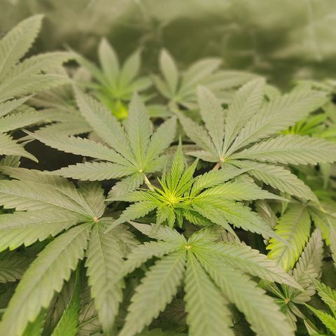 SUPER LEMON HAZE, MOBY-D, CRITICAL +2 & GORILLA GLUE #4 growlog timeline photo
