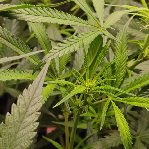 SUPER LEMON HAZE, MOBY-D, CRITICAL +2 & GORILLA GLUE #4 growlog timeline photo