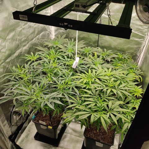 SUPER LEMON HAZE, MOBY-D, CRITICAL +2 & GORILLA GLUE #4 growlog timeline photo