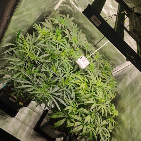SUPER LEMON HAZE, MOBY-D, CRITICAL +2 & GORILLA GLUE #4 growlog timeline photo