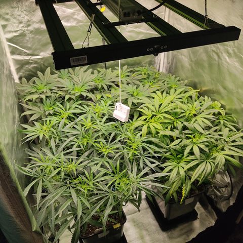 LAFANTA CBD growlog photo: Antes de poda 
