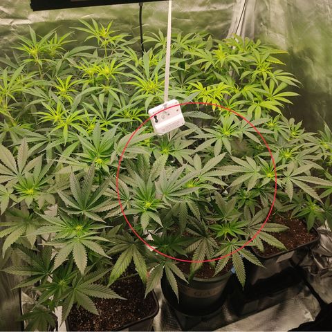 LAFANTA CBD growlog photo: Después de poda 