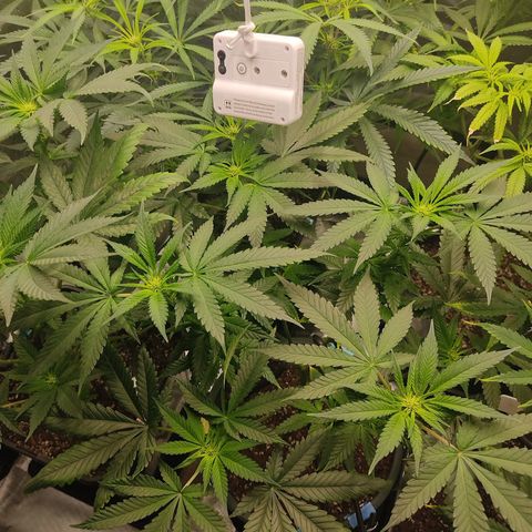 LAFANTA CBD growlog photo: Preflores