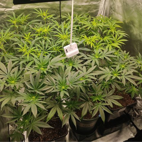 SUPER LEMON HAZE, MOBY-D, CRITICAL +2 & GORILLA GLUE #4 growlog photo: Después de poda 