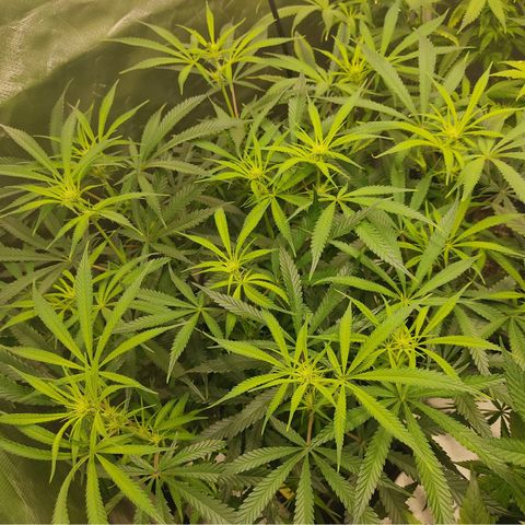 SUPER LEMON HAZE, MOBY-D, CRITICAL +2 & GORILLA GLUE #4 growlog photo: Preflores 