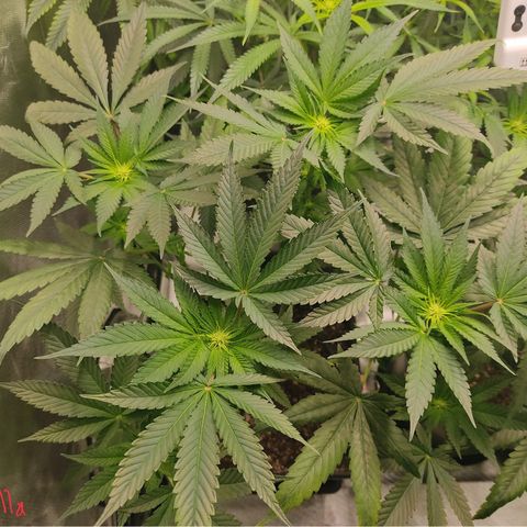 SUPER LEMON HAZE, MOBY-D, CRITICAL +2 & GORILLA GLUE #4 growlog photo: Preflores 