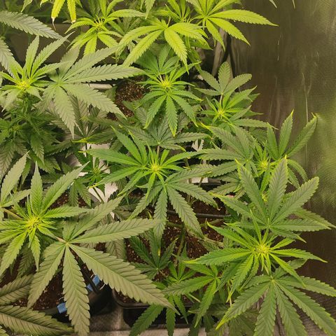 SUPER LEMON HAZE, MOBY-D, CRITICAL +2 & GORILLA GLUE #4 growlog photo: Preflores 