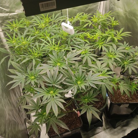 SUPER LEMON HAZE, MOBY-D, CRITICAL +2 & GORILLA GLUE #4 growlog timeline photo