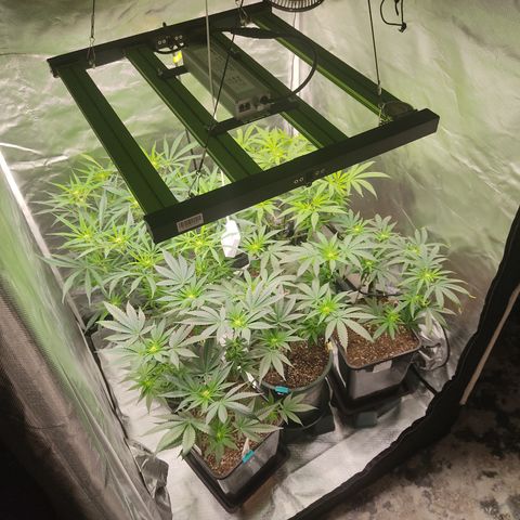 SUPER LEMON HAZE, MOBY-D, CRITICAL +2 & GORILLA GLUE #4 growlog timeline photo