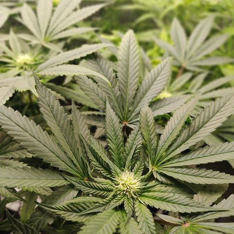 LAFANTA CBD growlog timeline photo