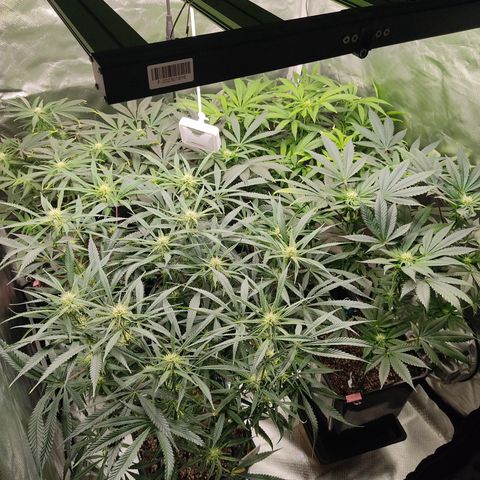 LAFANTA CBD growlog timeline photo