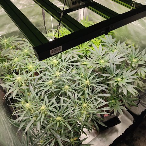 SUPER LEMON HAZE, MOBY-D, CRITICAL +2 & GORILLA GLUE #4 growlog timeline photo
