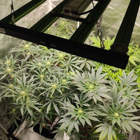 SUPER LEMON HAZE, MOBY-D, CRITICAL +2 & GORILLA GLUE #4 growlog timeline photo