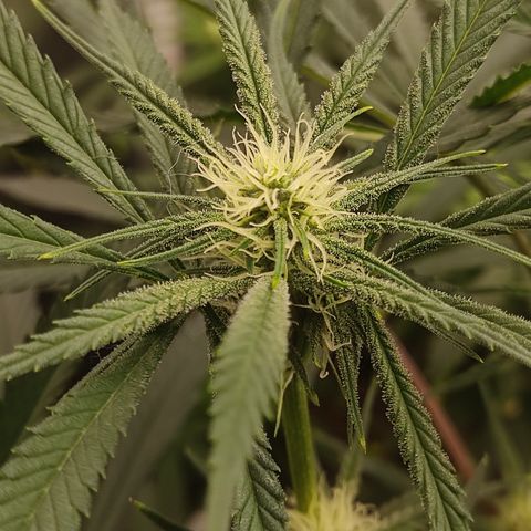 SUPER LEMON HAZE, MOBY-D, CRITICAL +2 & GORILLA GLUE #4 growlog timeline photo
