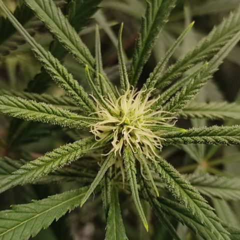 SUPER LEMON HAZE, MOBY-D, CRITICAL +2 & GORILLA GLUE #4 growlog timeline photo