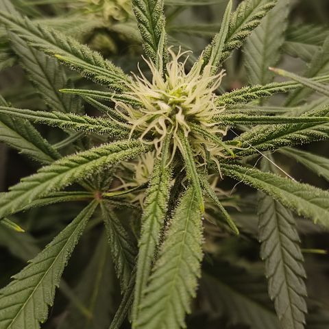 SUPER LEMON HAZE, MOBY-D, CRITICAL +2 & GORILLA GLUE #4 growlog timeline photo