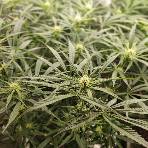 SUPER LEMON HAZE, MOBY-D, CRITICAL +2 & GORILLA GLUE #4 growlog timeline photo