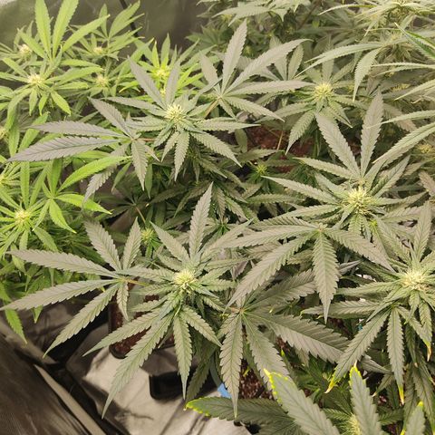 LAFANTA CBD growlog timeline photo