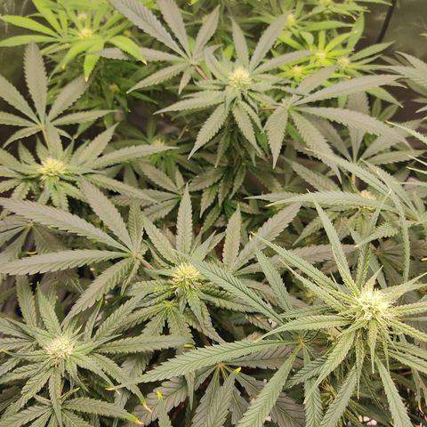 LAFANTA CBD growlog timeline photo