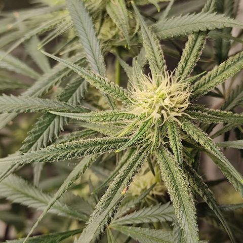 SUPER LEMON HAZE, MOBY-D, CRITICAL +2 & GORILLA GLUE #4 growlog timeline photo