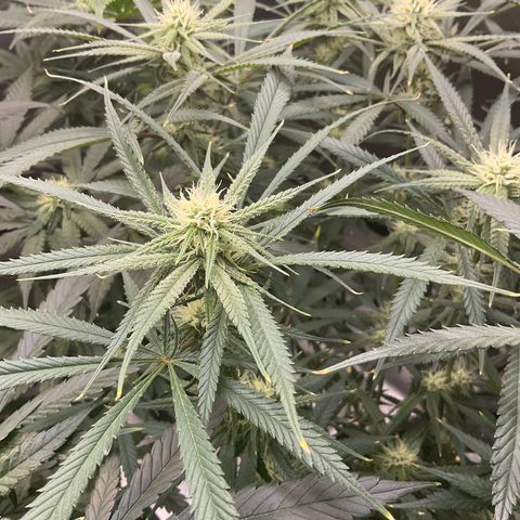 SUPER LEMON HAZE, MOBY-D, CRITICAL +2 & GORILLA GLUE #4 growlog timeline photo