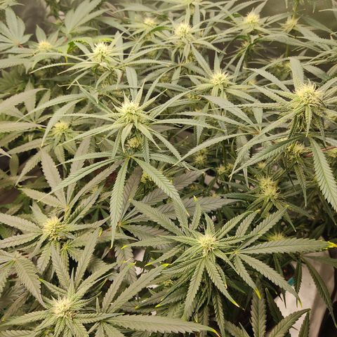 SUPER LEMON HAZE, MOBY-D, CRITICAL +2 & GORILLA GLUE #4 growlog timeline photo