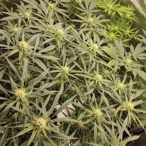 SUPER LEMON HAZE, MOBY-D, CRITICAL +2 & GORILLA GLUE #4 growlog timeline photo
