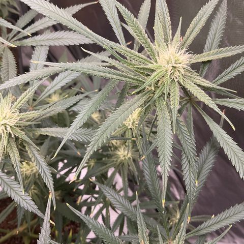 SUPER LEMON HAZE, MOBY-D, CRITICAL +2 & GORILLA GLUE #4 growlog timeline photo