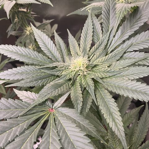 SUPER LEMON HAZE, MOBY-D, CRITICAL +2 & GORILLA GLUE #4 growlog timeline photo