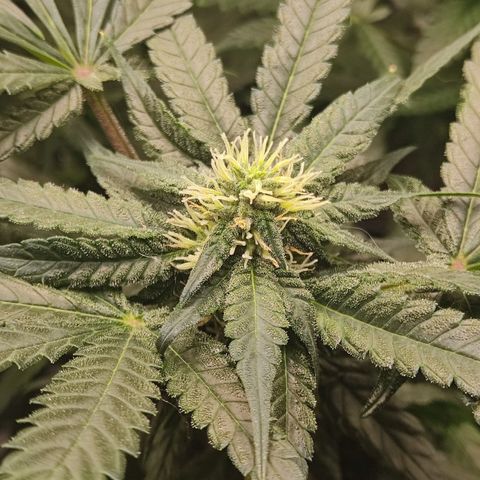 LAFANTA CBD growlog timeline photo