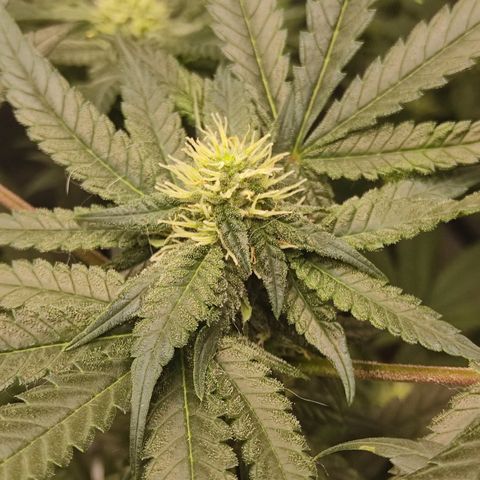 SUPER LEMON HAZE, MOBY-D, CRITICAL +2 & GORILLA GLUE #4 growlog timeline photo