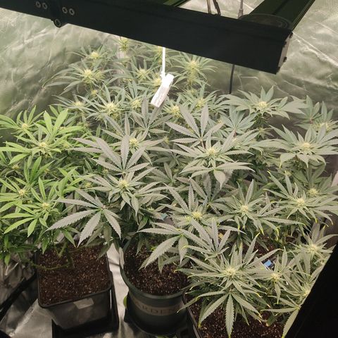 SUPER LEMON HAZE, MOBY-D, CRITICAL +2 & GORILLA GLUE #4 growlog timeline photo