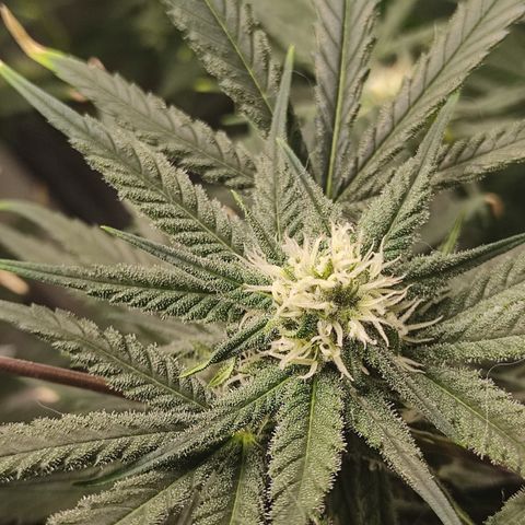 SUPER LEMON HAZE, MOBY-D, CRITICAL +2 & GORILLA GLUE #4 growlog timeline photo