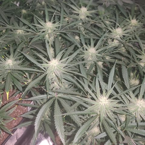 SUPER LEMON HAZE, MOBY-D, CRITICAL +2 & GORILLA GLUE #4 growlog timeline photo