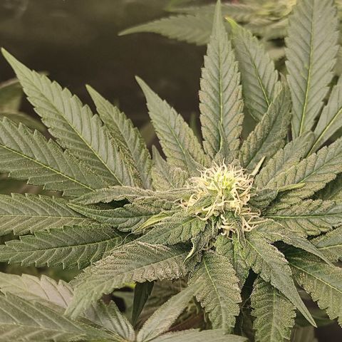 SUPER LEMON HAZE, MOBY-D, CRITICAL +2 & GORILLA GLUE #4 growlog timeline photo