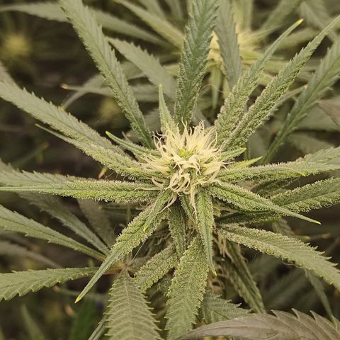 SUPER LEMON HAZE, MOBY-D, CRITICAL +2 & GORILLA GLUE #4 growlog timeline photo