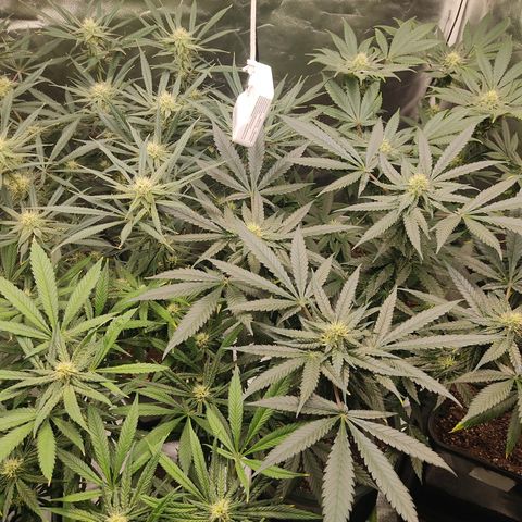 LAFANTA CBD growlog timeline photo