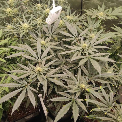 SUPER LEMON HAZE, MOBY-D, CRITICAL +2 & GORILLA GLUE #4 growlog timeline photo