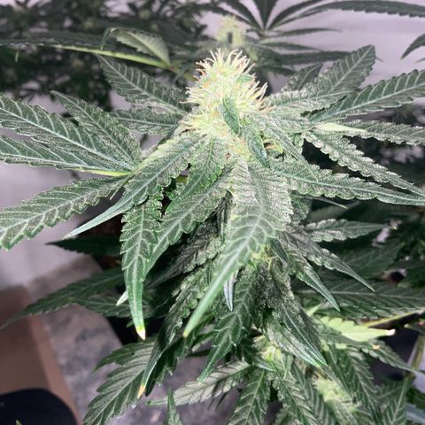 LAFANTA CBD growlog timeline photo