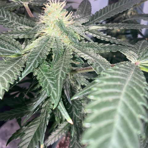 LAFANTA CBD growlog timeline photo