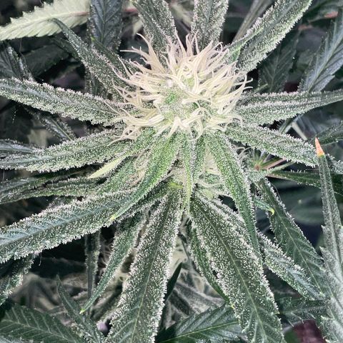 SUPER LEMON HAZE, MOBY-D, CRITICAL +2 & GORILLA GLUE #4 growlog timeline photo