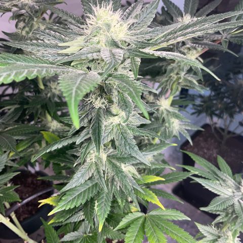SUPER LEMON HAZE, MOBY-D, CRITICAL +2 & GORILLA GLUE #4 growlog timeline photo