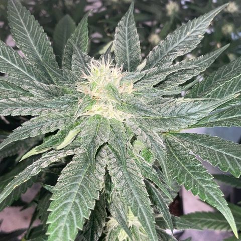 SUPER LEMON HAZE, MOBY-D, CRITICAL +2 & GORILLA GLUE #4 growlog timeline photo
