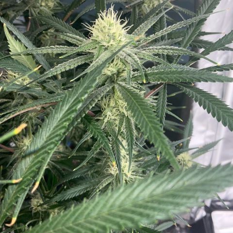 SUPER LEMON HAZE, MOBY-D, CRITICAL +2 & GORILLA GLUE #4 growlog timeline photo